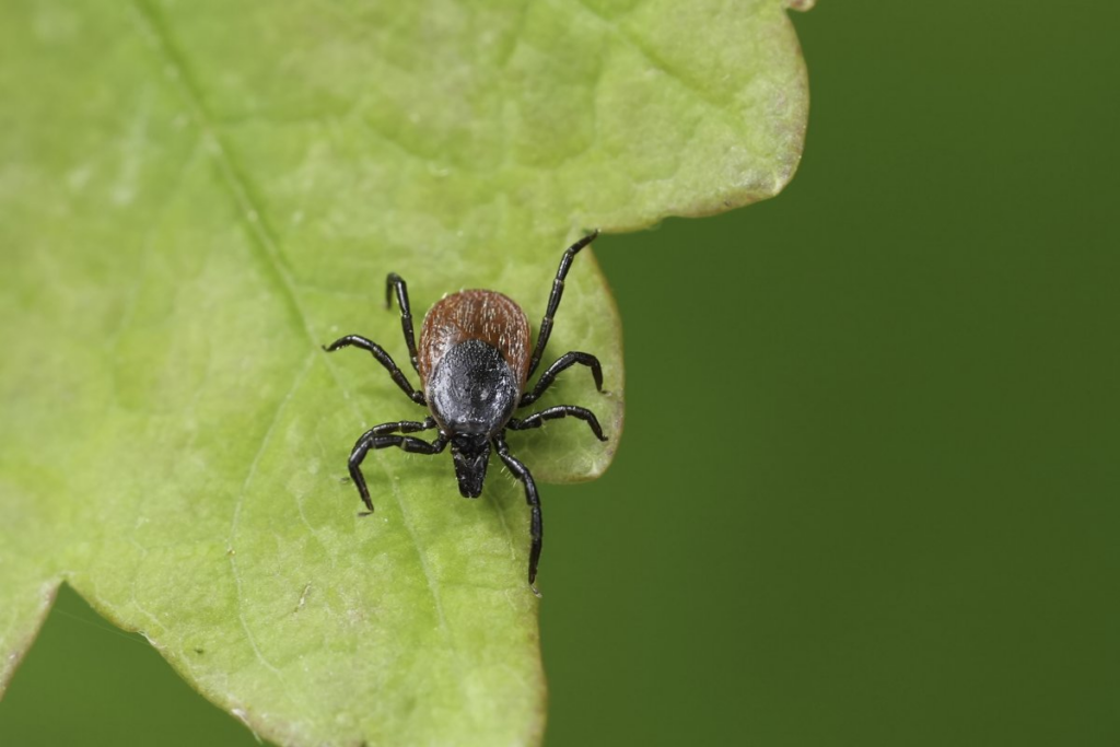 Lyme Disease